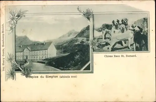 Ak Simplon Kanton Wallis, Hospice, Chiens Race St. Bernard
