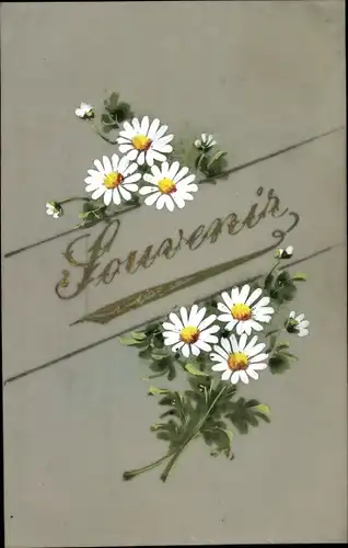 Zelluloid Ak Souvenir, Margeriten, Blumen