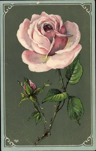 Präge Ak Rose, rosafarbene Blüte und Knospe