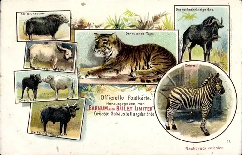 Litho Zirkus Barnum and Bailey, Der ruhende Tiger, Zebra, Gnu, Büffel, Zebu