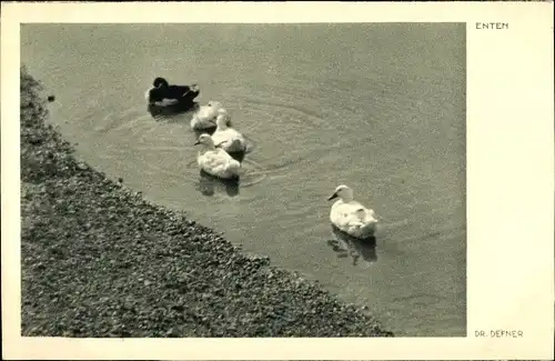 Ak Enten, Fotograf Dr. Defner