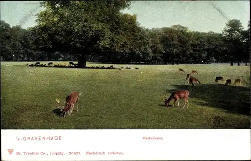 Ak 's Gravenhage Den Haag Südholland, Hertenkamp