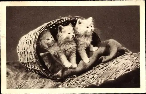 Ak Drei weiße Katzen in einem Weidenkorb