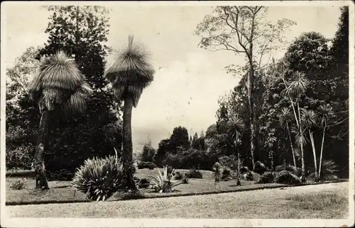 Ak Tjibodas Indonesien, Grasboomen Plantentuin