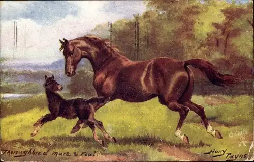 Künstler Ak Payne, Harry, Thoroughbred mare and fowl, Pferde