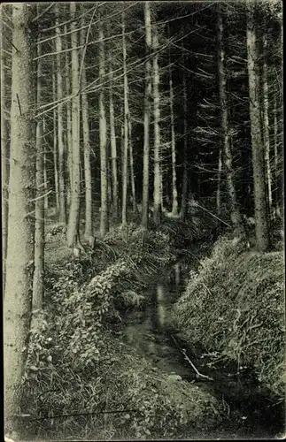 Ak Noordwijk aan Zee Südholland, Waldpartie