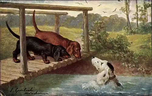 Künstler Ak Sperlich, Zwei Dackel auf einer Brücke, Hund im Wasser