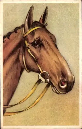 Ak Pferd mit Zaumzeug, Tierportrait