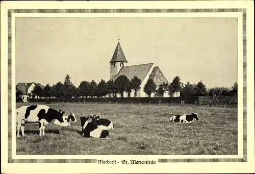 Ak Marhorst Twistringen Niedersachsen, St. Marienkirche, Kühe