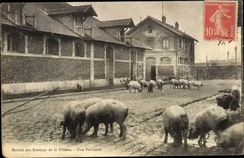 Ak Marche aux Bestiaux de la Villette, Une Porcherie, Schweine