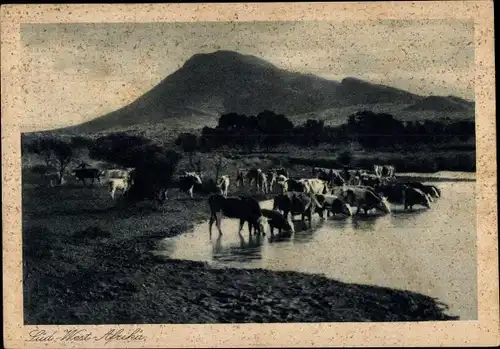 Ak Namibia Deutsch Südwestafrika, Rinder an der Wasserstelle, Wo ist Raum für Deutschlands Jugend
