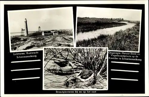 Ak Schiermonnikoog Friesland Niederlande, Leuchtturm, Vögel nisten, Fluss