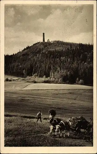 Ak Altenberg Erzgebirge, Geisingberg, Heuernte, Karren mit Ochsen