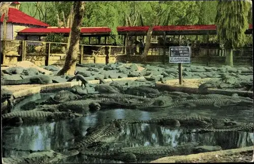 Ak Alligator Farm, Krokodile im Wasser, Florida USA