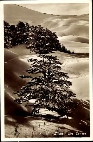 Ak Libanon, The cedars, Landschaft mit Zedern, Winteransicht