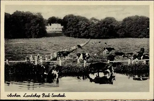 Ak Arnhem Gelderland Niederlande, Landshap Park Sonsbeek, Kühe weiden