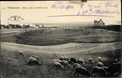 Ak Insel Hiddensee in der Ostsee, Blick vom Leuchtturm, Schafe auf der Weide