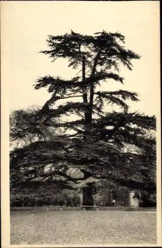 Ak Malmaison Hauts de Seine, Chateau de Malmaison, le Cedre de l'Imperatrice Josephine