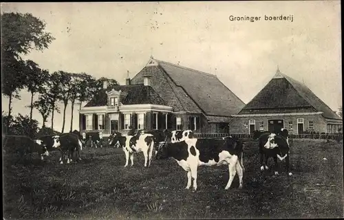 Ak Groningen, Bauernhof, Kühe