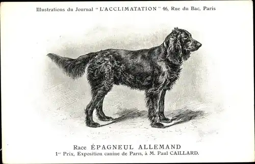 Ak Hundeportrait, Race Epagneul Allemand, Spaniel, Exposition canine de Paris, M. Paul Caillard