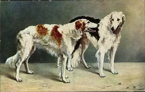 Ak Zwei Windhunde, Hundeportrait
