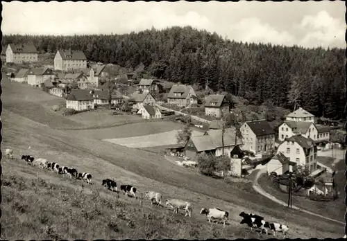 Ak Kühberg Bärenstein im Erzgebirge, Ortspartie, Kuhherde