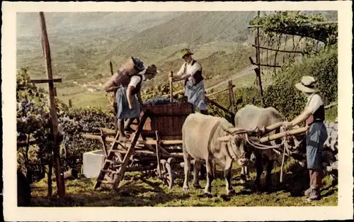 Ak Trentino Alto Adige Südtirol, Raccolta, Weinanbau, Weintrauben, Rind, Landwirtschaft
