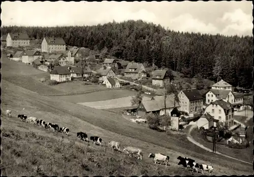 Ak Kühberg Bärenstein im Erzgebirge, Ortspartie, Kuhherde