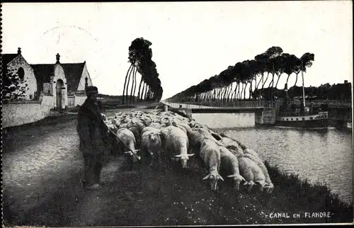 Ak Canal en Flandre, Ortsansicht, Schafe, Fluss, Boot