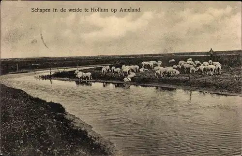 Ak Hollum Ameland Friesland Niederlande, weidende Schafe am Fluss