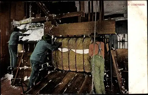 Ak USA, Cotton Compress, Baumwolle