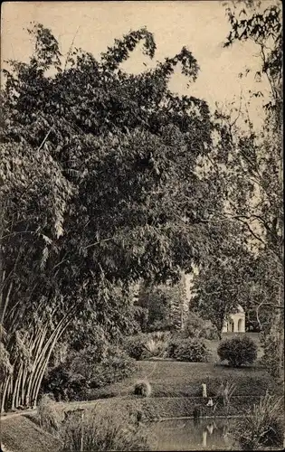 Ak Colombo Ceylon Sri Lanka, Gardens, Giant Bamboos