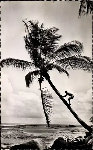 Ak Senegal, Cueillette des noix de coco, Palme