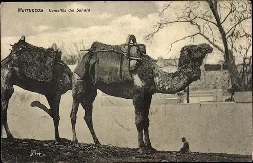 Ak Marokko, Camellos del Sahara