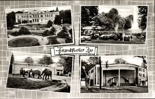 Ak Frankfurt am Main, Zoologischer Garten, Elefanten, Giraffen