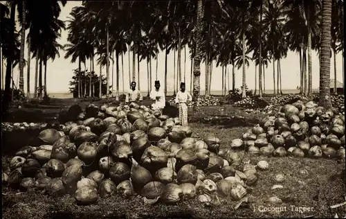 Foto Ak Singapur, Coconut Tapper, Kokosnuss Ernte, Kokosnüsse in Schalen