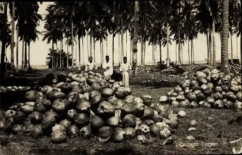 Foto Ak Singapur, Coconut Tapper, Kokosnuss Ernte, Kokosnüsse in Schalen