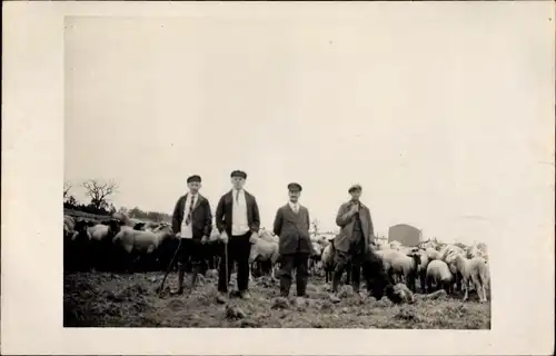 Foto Ak Pirna an der Elbe, Schafe, Wiese, Schäfer