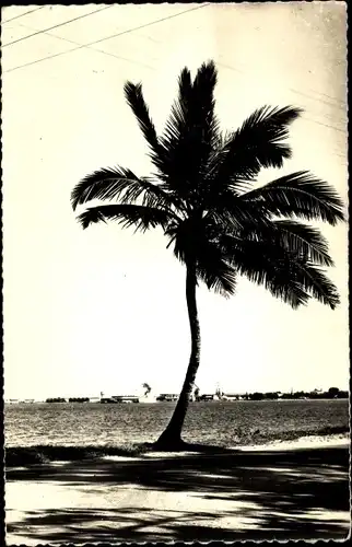 Ak Toamasina Tamatave Madagaskar, Vue sur le Port, Palme