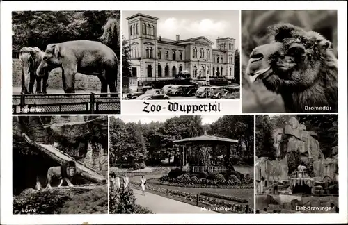 Ak Wuppertal, Zoo, Elefanten, Dromedar, Löwe, Musiktempel, Eisbärzwinger