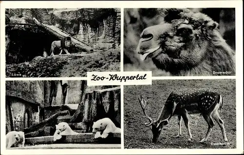 Ak Wuppertal in Nordrhein Westfalen, Zoo, Löwe, Dromedar, Eisbären Zwinger, Damhirsch