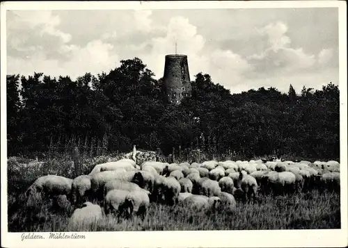 Ak Geldern am Niederrhein, Mühlenturm, Schafherde