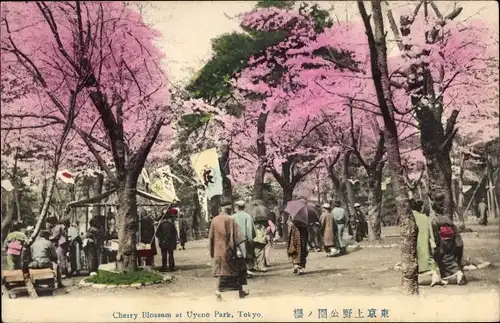 Ak Tokyo Tokio Japan, Cherry Blossom at Uyeno Park