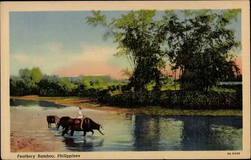 Ak Philippinen, Feathery Bamboo