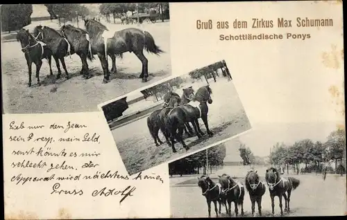 Ak Bad Niederbronn, Zirkus Max Schumann, Schottländische Ponys