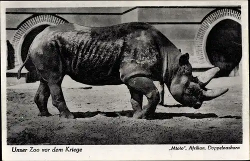 Ak Berlin Tiergarten, Zoologischer Garten, Mtoto, Afrikanisches Doppelnashorn