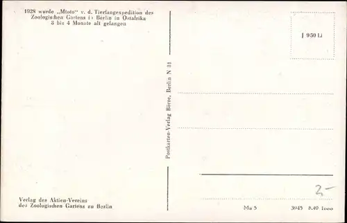 Ak Berlin Tiergarten, Zoologischer Garten, Mtoto, Afrikanisches Doppelnashorn