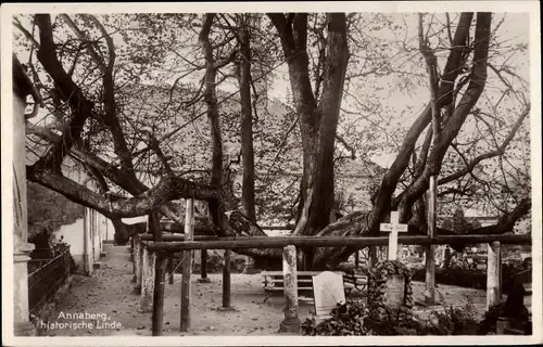 Ak Annaberg Buchholz Erzgebirge, Historische Linde mit Grabsteinen