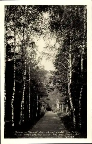 Ak Susice na Šumavě Höritz Südböhmen, Blezova alej v mest, Birkenallee