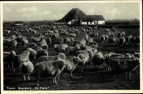 Ak Texel Nordholland Niederlande, Boerderij De Mars, Schafe weiden